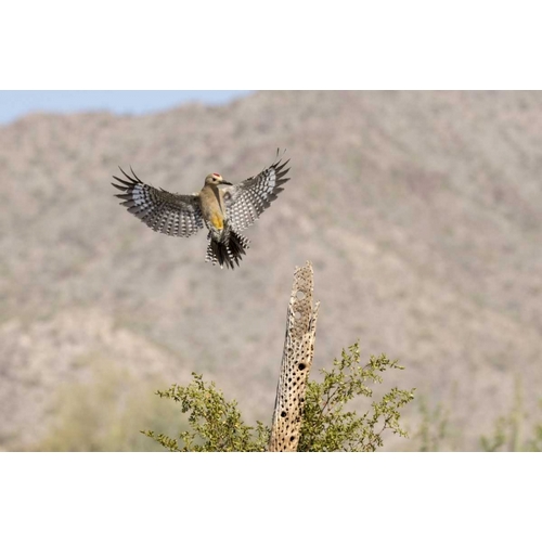 AZ, Buckeye Gila woodpecker on cholla skeleton